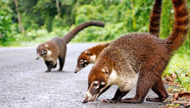 Fauna