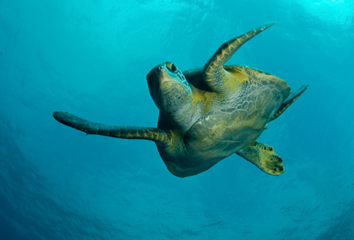 Diving